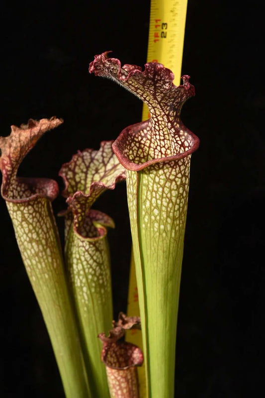 Sarracenia x Orange Sunset x leucophylla Purple Lips AH33 (Shipped Bare-Root)