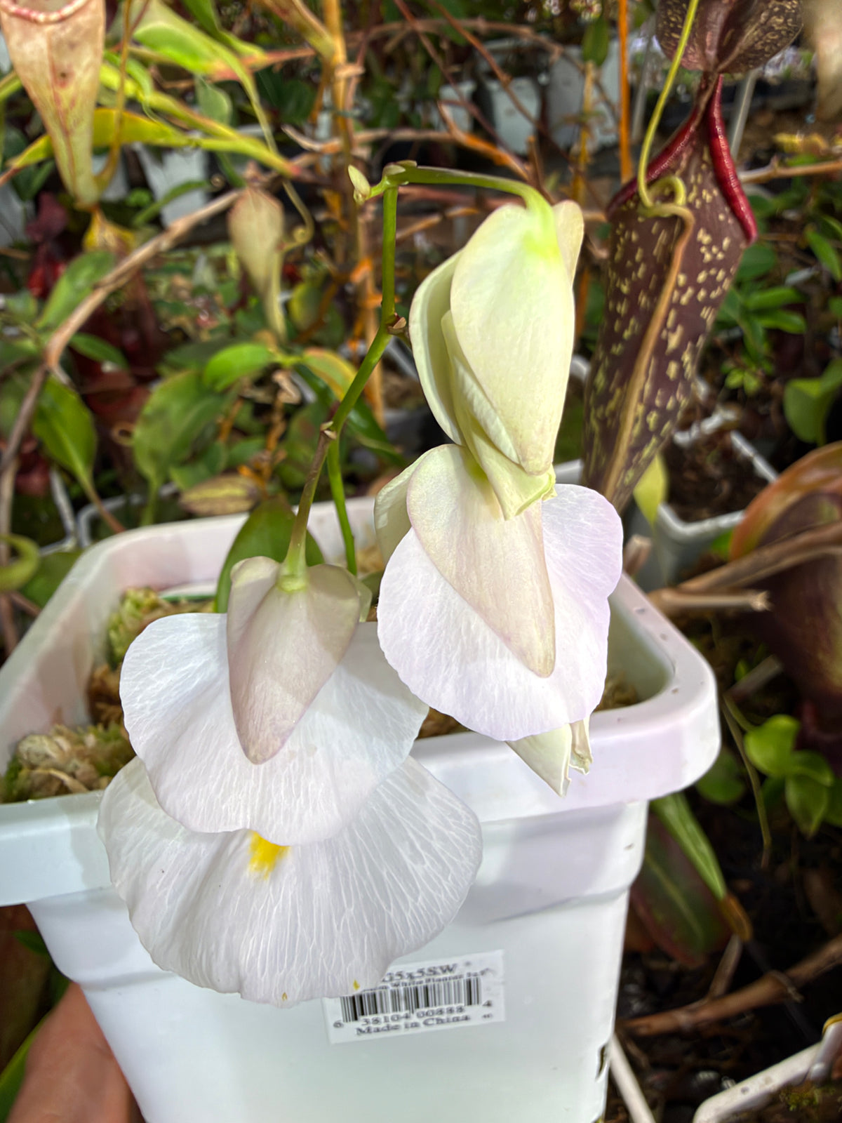 Utricularia alpina La Soufriere Guadeloupe Pinkish Flowers Clone R (Shipped Bare-Root)
