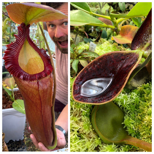 Seed - Nepenthes (rajah x edwardsiana) #2 x lowii TM 7-2026