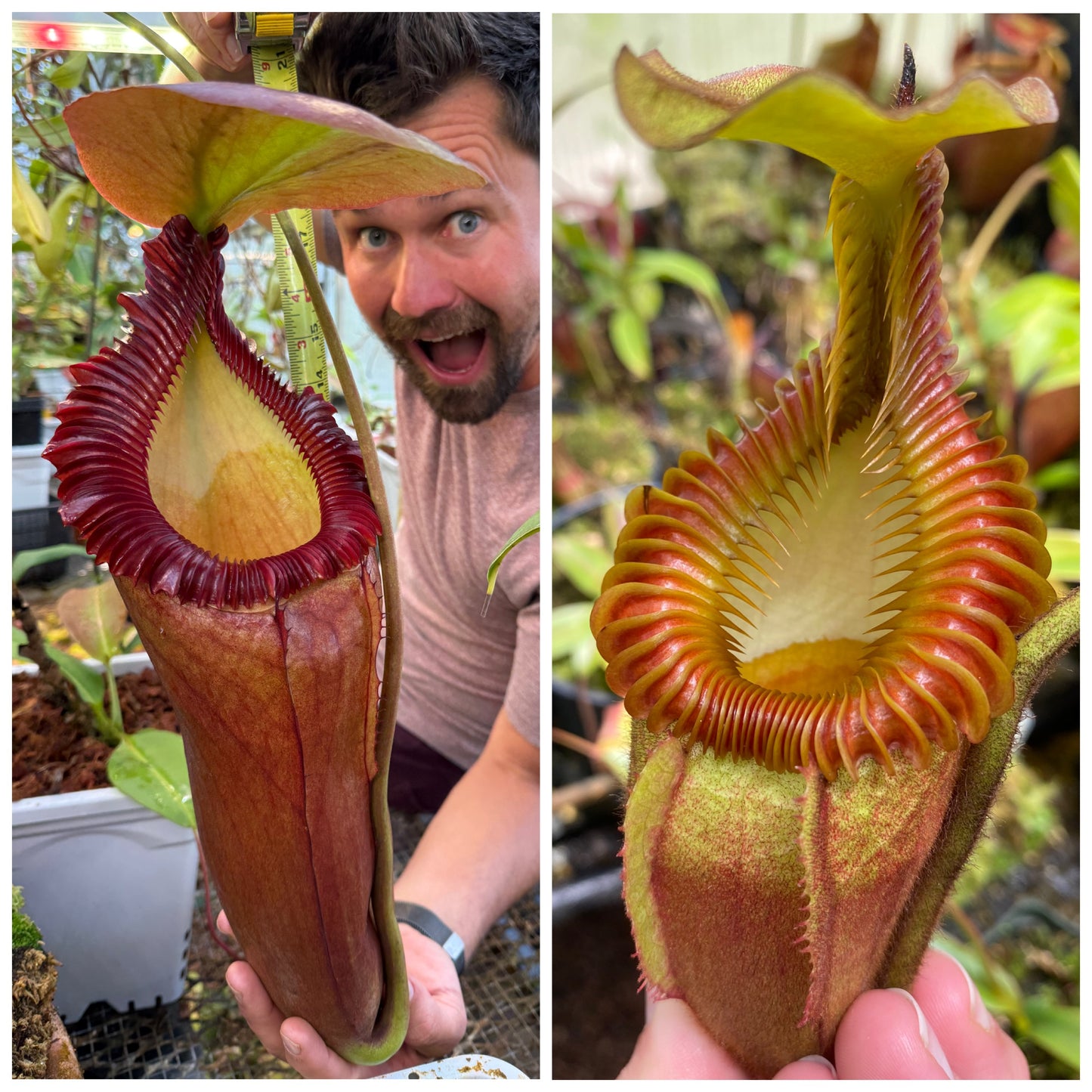 Seed - Nepenthes (rajah x edwardsiana) #2 x villosa #2  7-2026