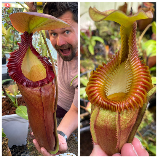 Seed - Nepenthes (rajah x edwardsiana) #2 x villosa #2  7-2026