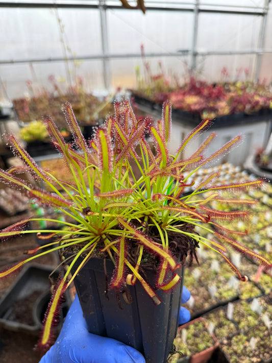 Drosera capensis Very Big Form Bainskloof B&T World Seeds
