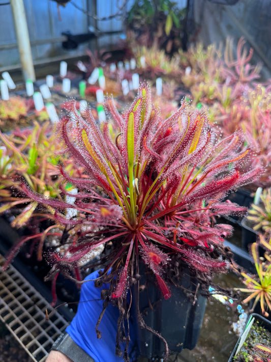 Drosera capensis Beet