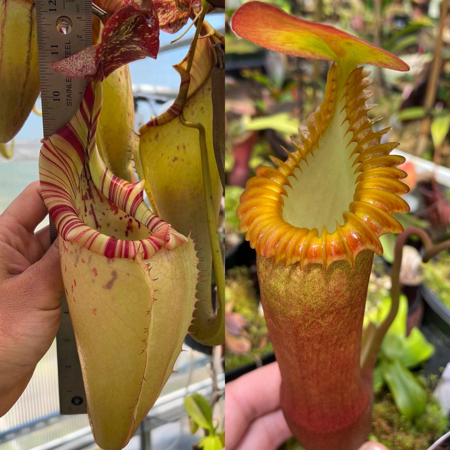 Nepenthes (maxima x veitchii) x edwardsiana NP141 - Seed Grown