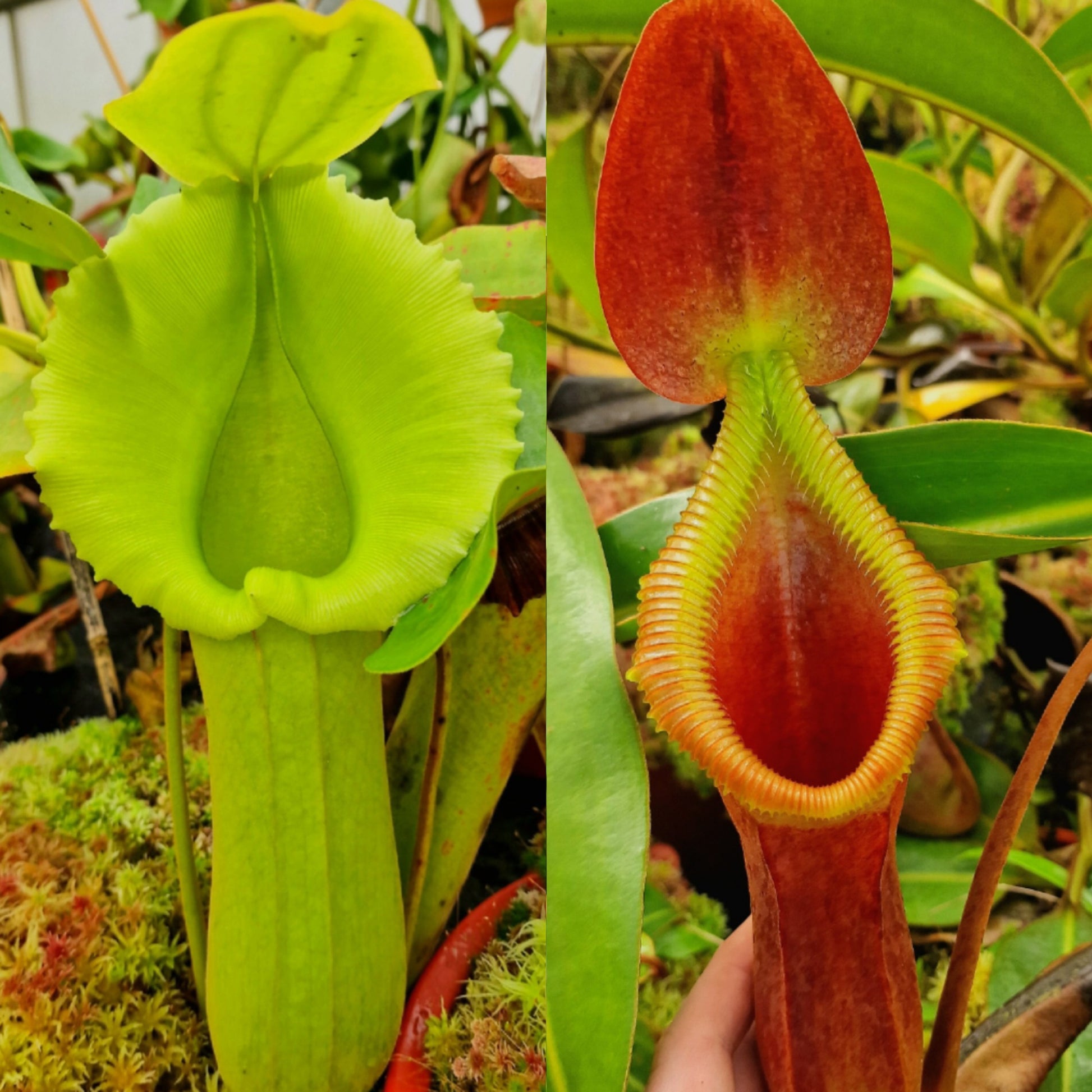 Nepenthes truncata - alba x trusmadiensis NP124 - Seed Grown