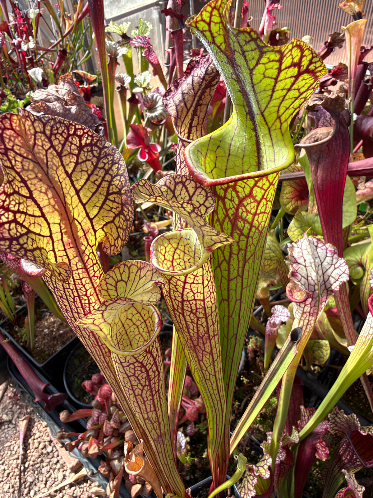 Sarracenia x Berry Pastry x King Cobra #1 (Dormant - Shipped Bare-Root)