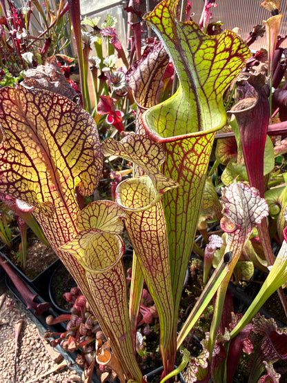 Sarracenia x Berry Pastry x King Cobra #1 (Dormant - Shipped Bare-Root)