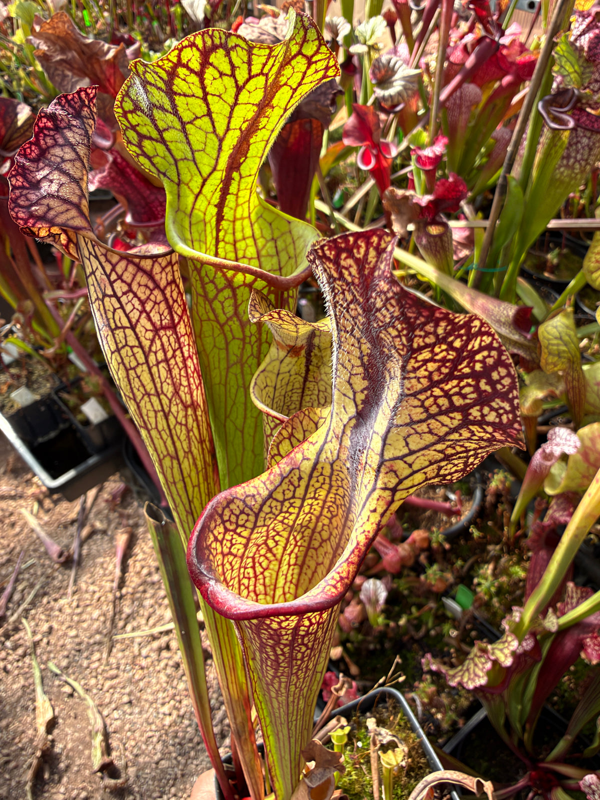 Sarracenia x Berry Pastry x King Cobra #1 (Dormant - Shipped Bare-Root)