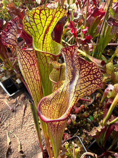 Sarracenia x Berry Pastry x King Cobra #1 (Dormant - Shipped Bare-Root)