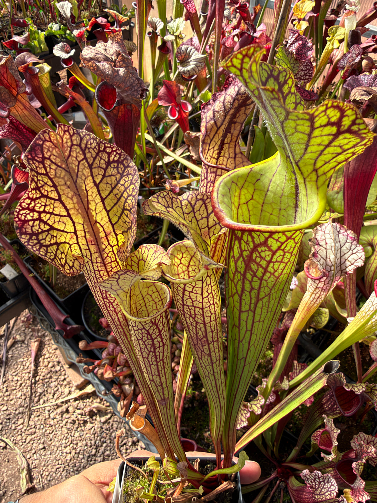 Sarracenia x Berry Pastry x King Cobra #1 (Dormant - Shipped Bare-Root)