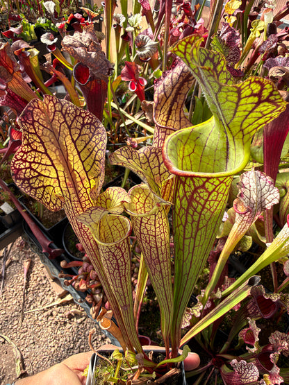 Sarracenia x Berry Pastry x King Cobra #1 (Dormant - Shipped Bare-Root)