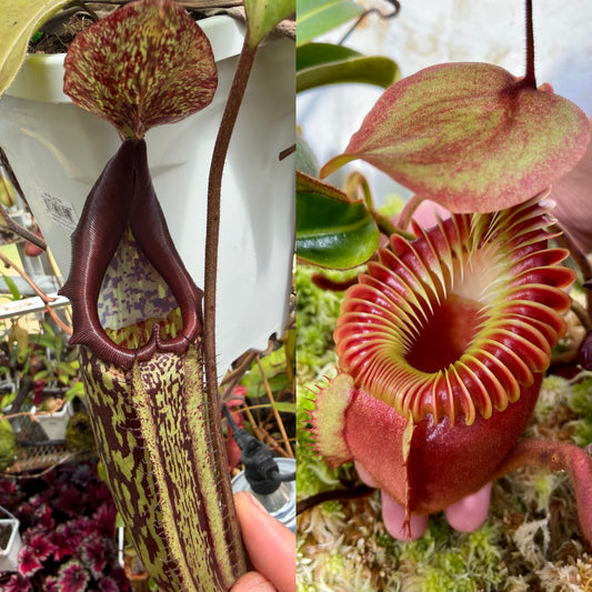 Nepenthes maxima x villosa #1 - Seed Grown