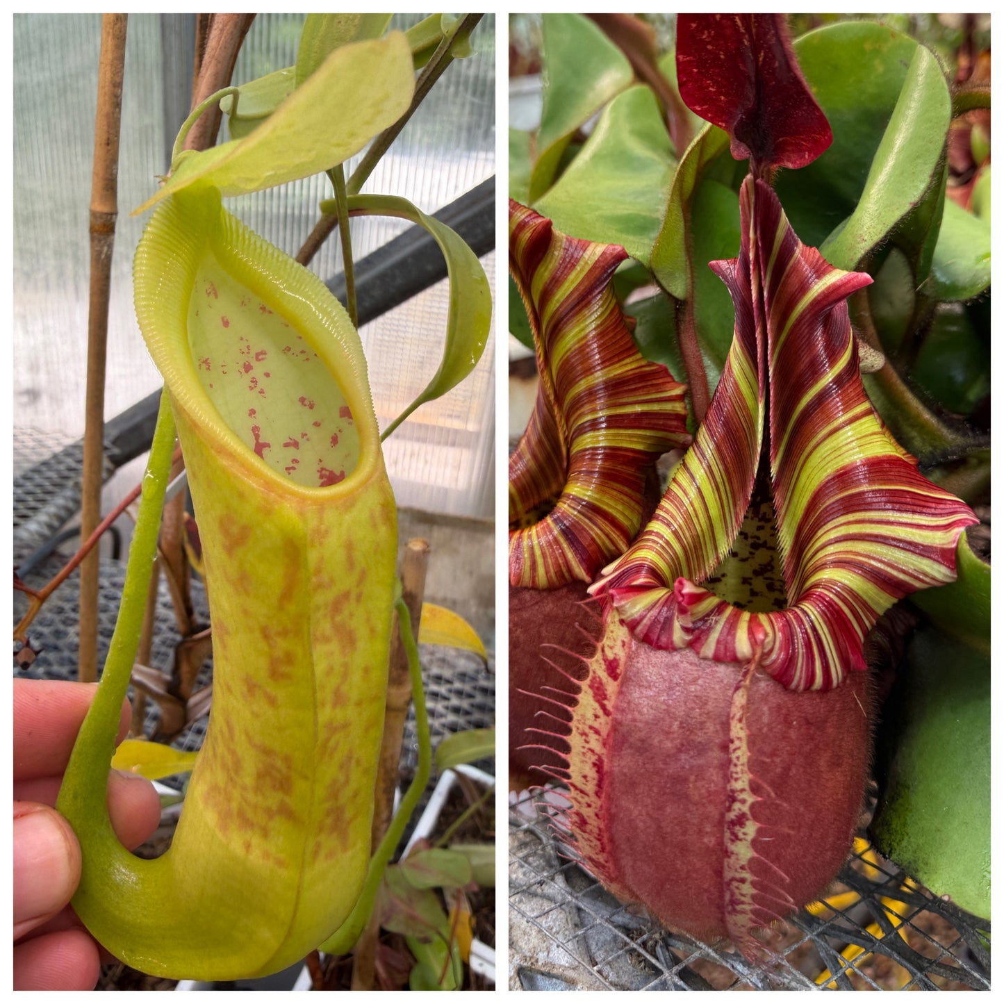 Seed - N. spathulata Joel Stern x veitchii Candy Dreams 7-2026