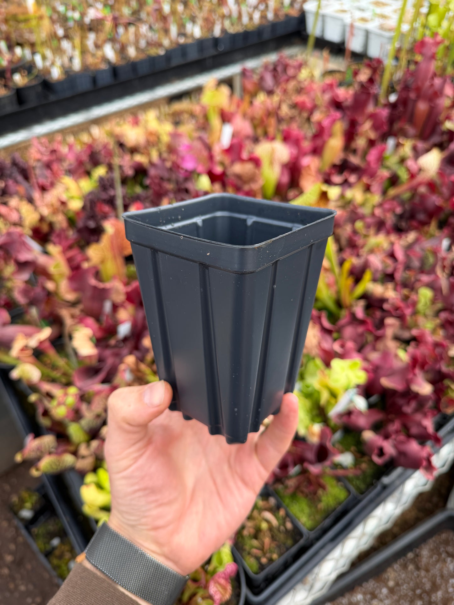3.5” x 5” Deep Square Pot – Perfect for Carnivorous Plants