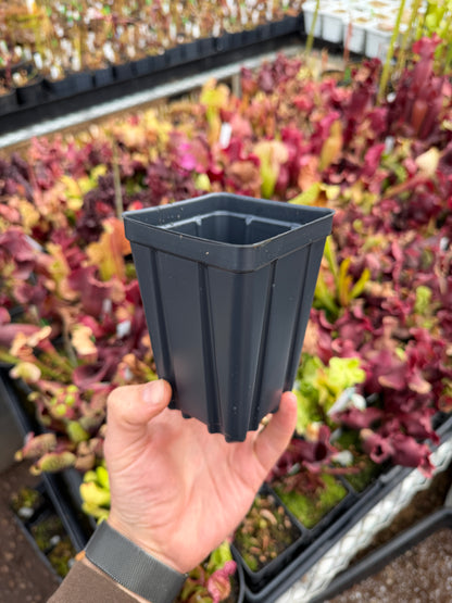 3.5” x 5” Deep Square Pot – Perfect for Carnivorous Plants