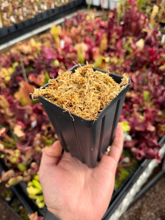 3.5” x 5” Deep Square Pot – Pre-Filled with Pure Long Fiber Sphagnum Moss (Ready for Carnivorous Plants)