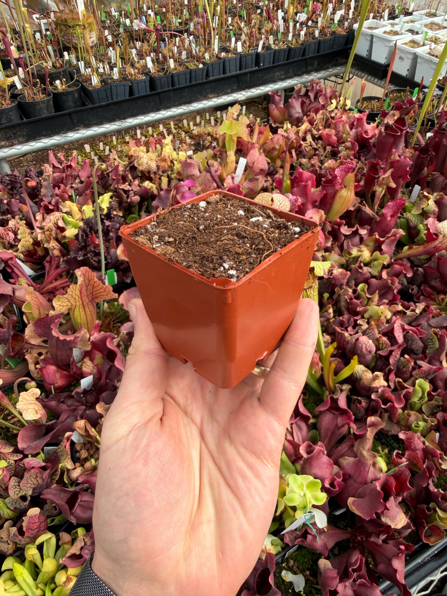 2 11/16 Small Square Pot – Pre-Filled with My Favorite Peat/Perlite Mix (Ready for Carnivorous Plants)