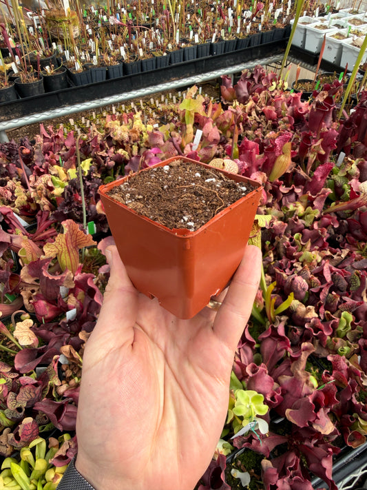 2 11/16 Small Square Pot – Pre-Filled with My Favorite Peat/Perlite Mix (Ready for Carnivorous Plants)