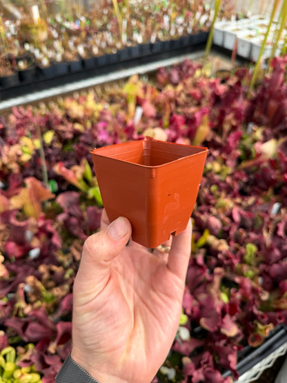 2 11/16 Small Square Pot – Empty (Ready for Carnivorous Plants)