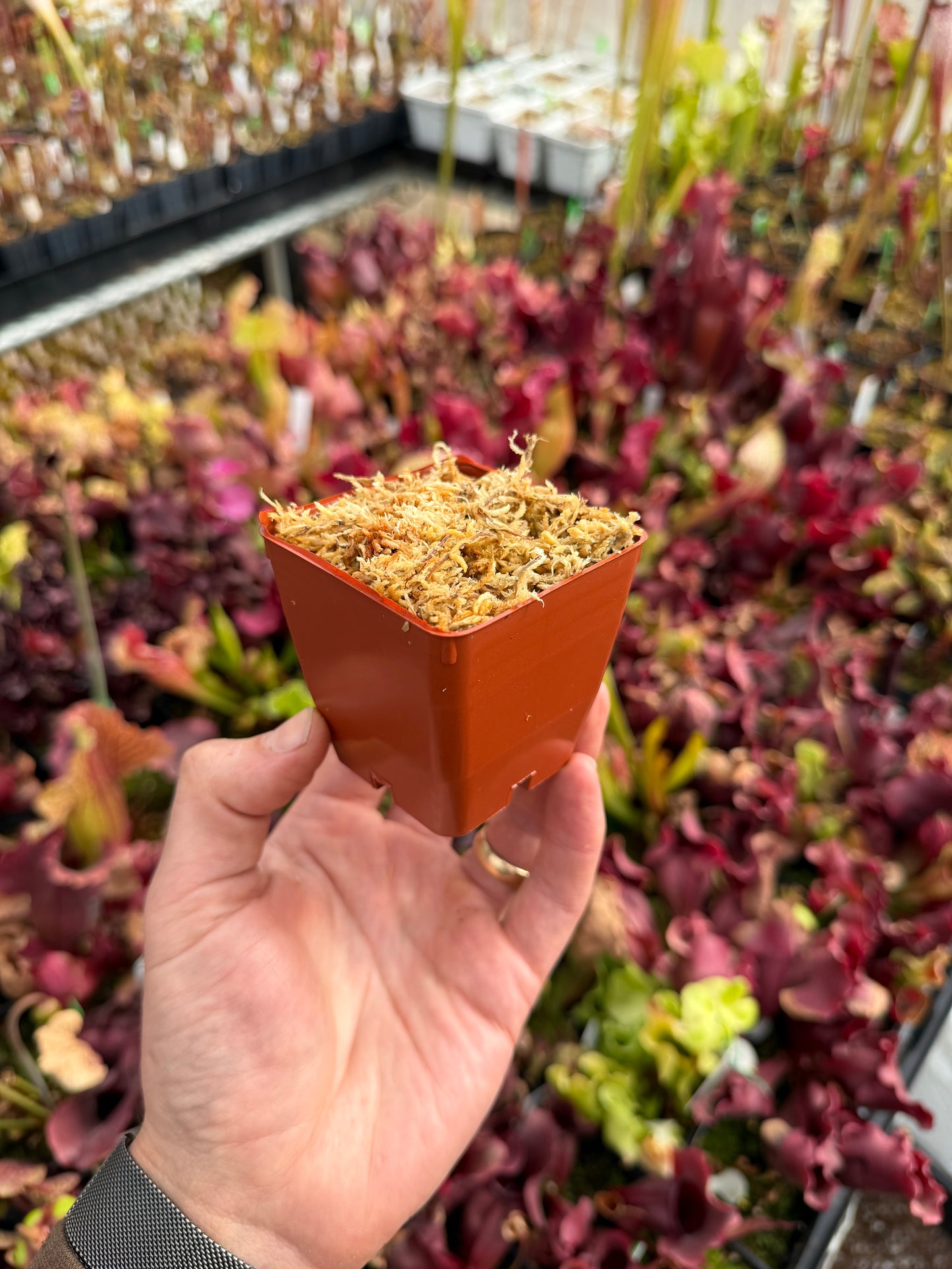 2 11/16 Small Square Pot – Pre-Filled with Pure Long Fiber Sphagnum Moss (Ready for Carnivorous Plants)