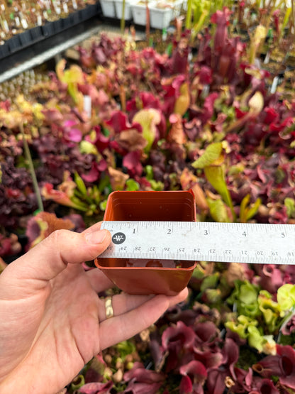 2 11/16 Small Square Pot – Empty (Ready for Carnivorous Plants)