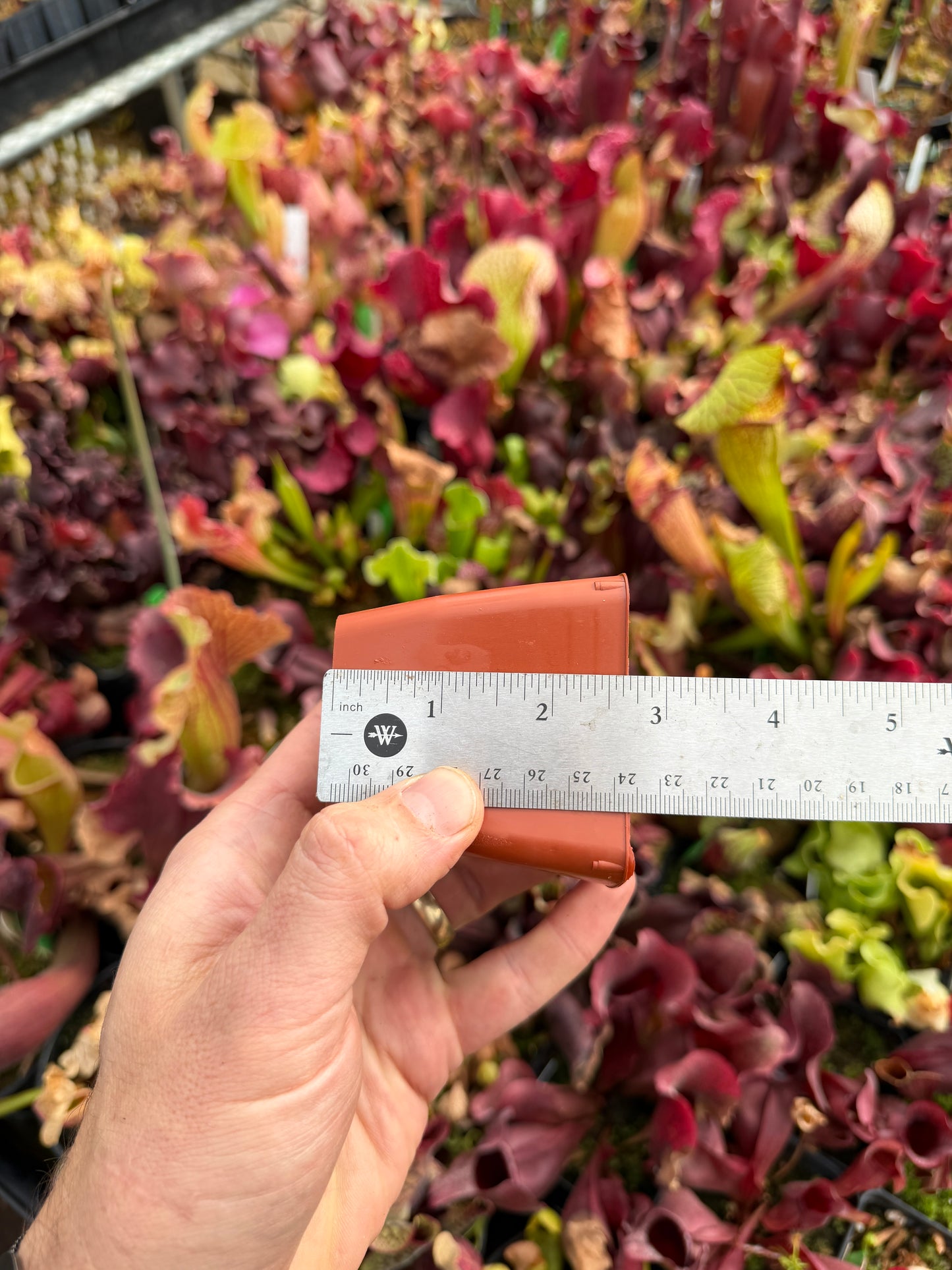 2 11/16 Small Square Pot – Empty (Ready for Carnivorous Plants)