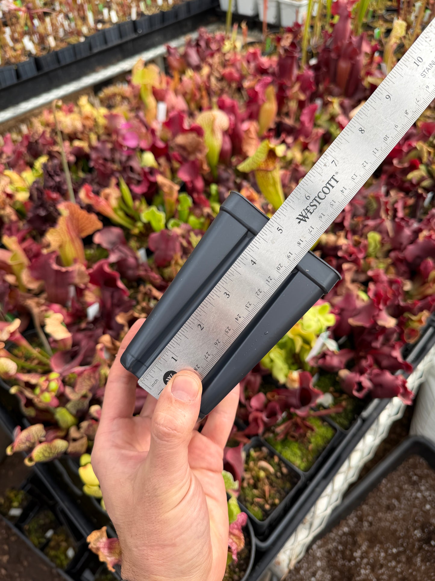 3.5” x 5” Deep Square Pot – Perfect for Carnivorous Plants