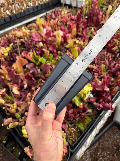 3.5” x 5” Deep Square Pot – Perfect for Carnivorous Plants