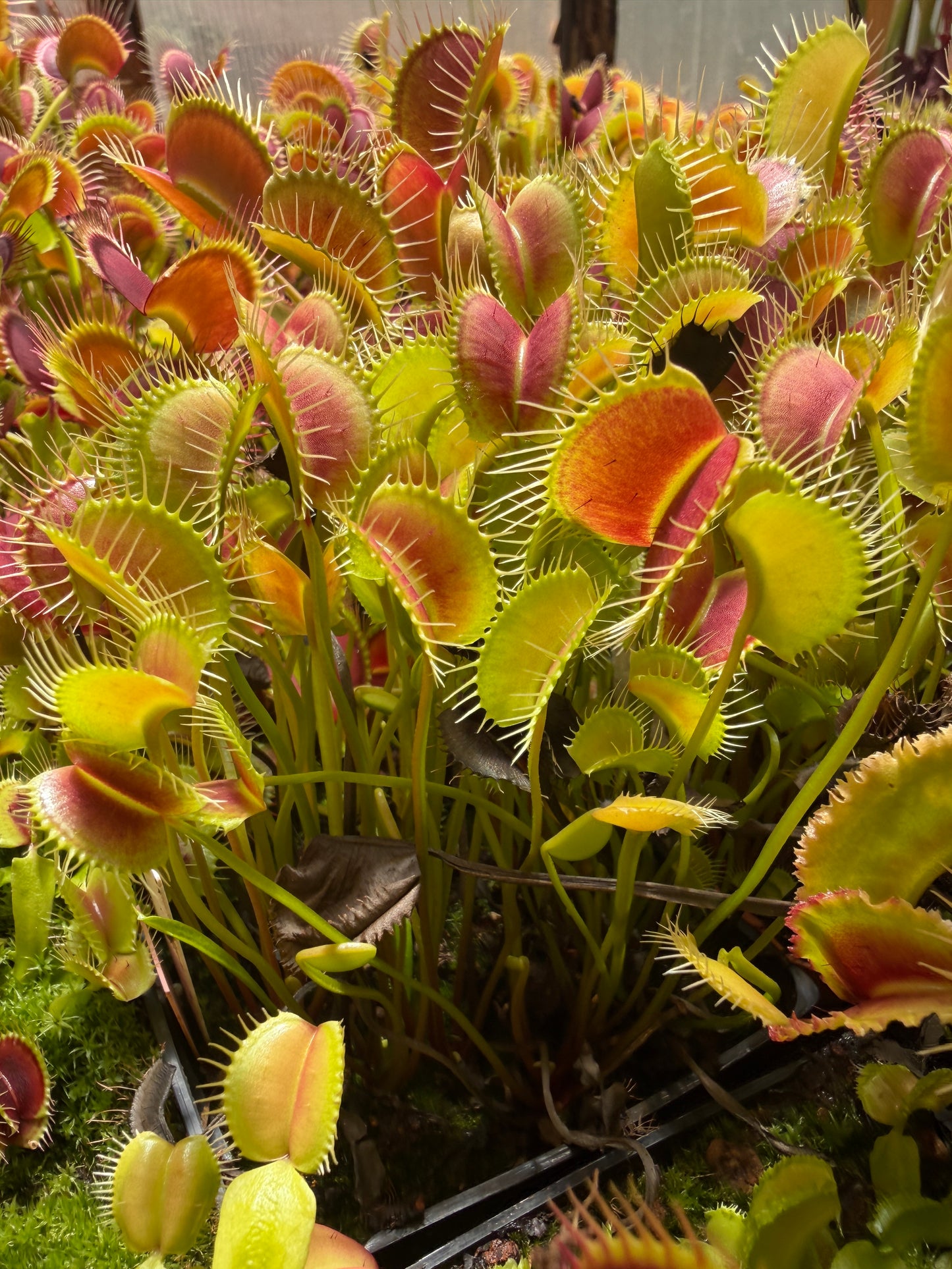 Dionaea muscipula Spider