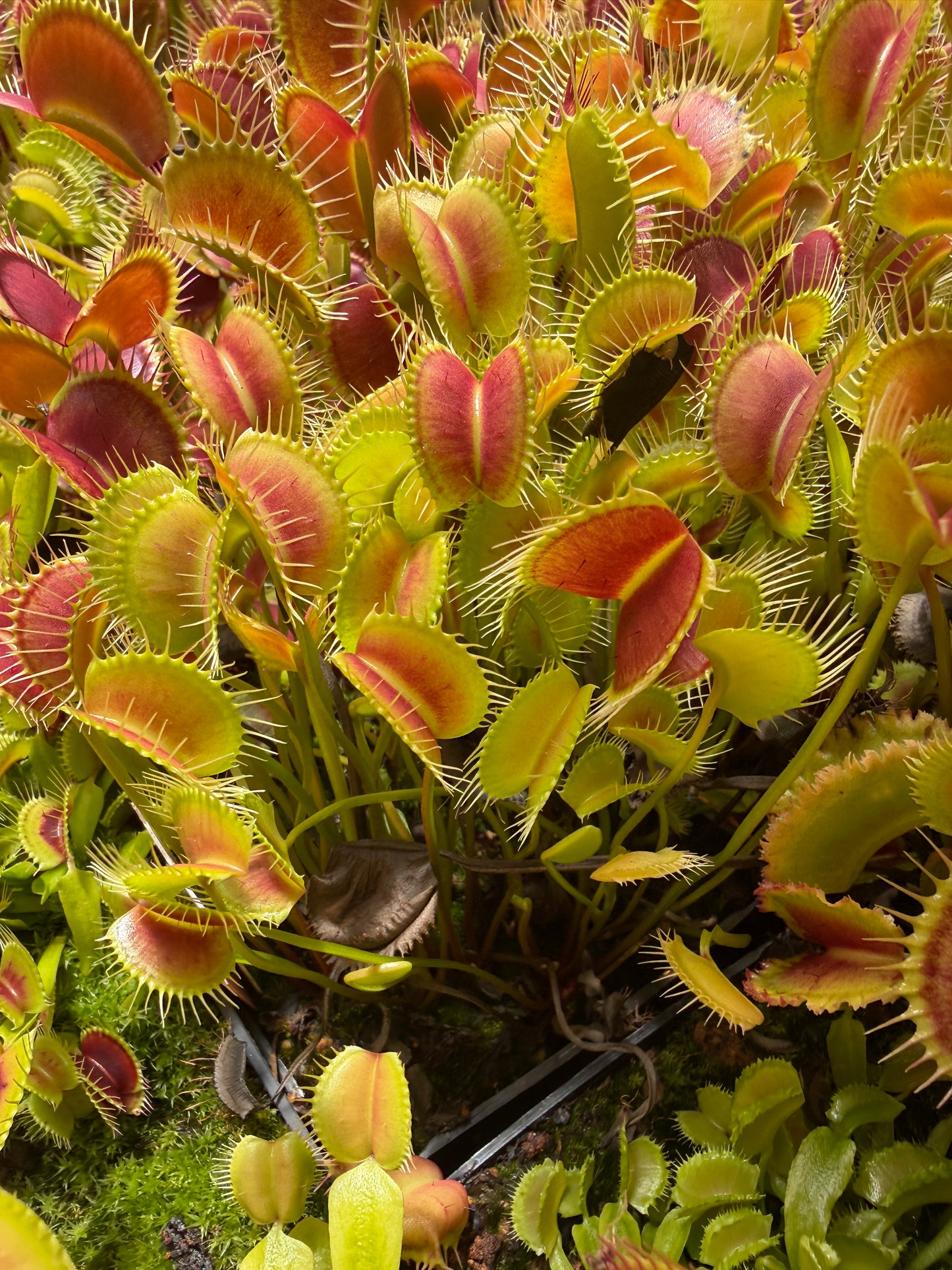 Dionaea muscipula Spider