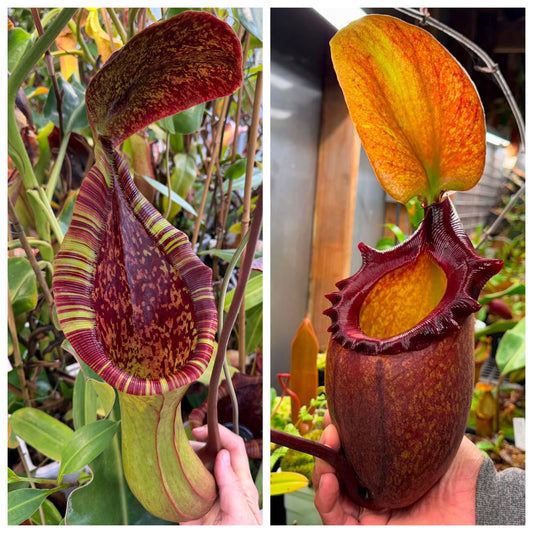 Seed - Nepenthes (lowii x truncata Original Grex) x rajah  7-2026