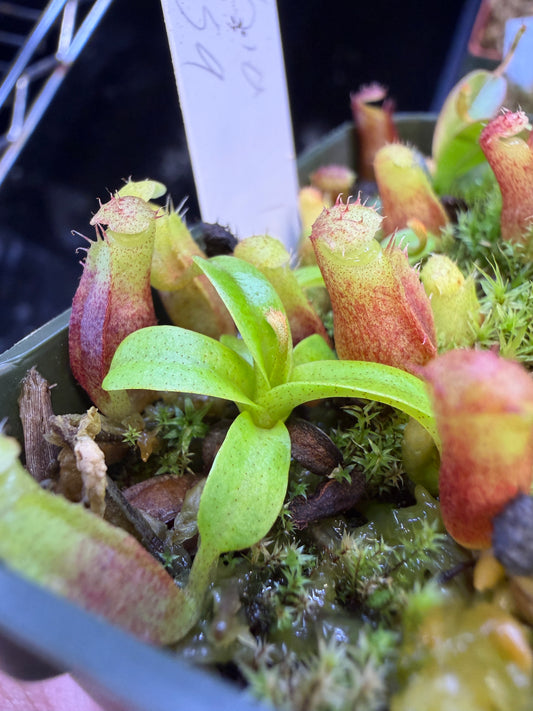 N82 Nepenthes dubia x villosa (Shipped Bare-Root)