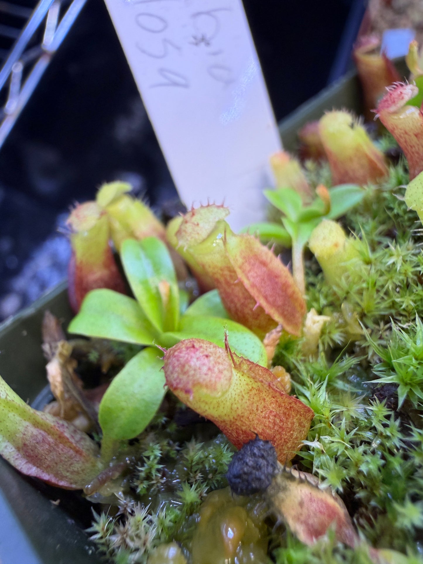 N82 Nepenthes dubia x villosa (Shipped Bare-Root)