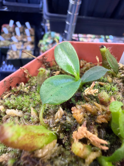 N81 Nepenthes (spathulata x edwardsiana) x mollis (Shipped Bare-Root)