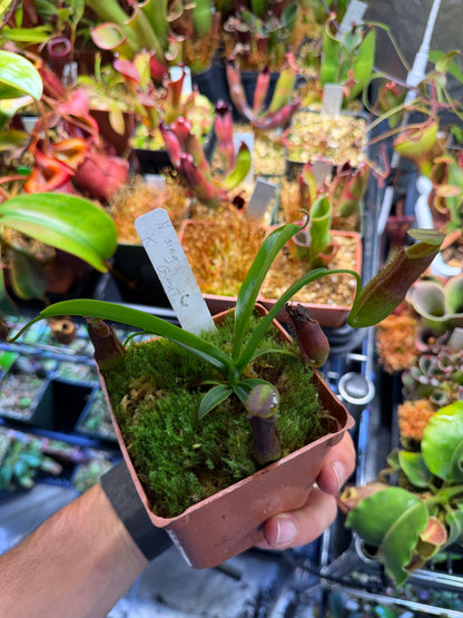 Specimen Nepenthes singalana Kunyit Giant (Shipped Bare-Root)