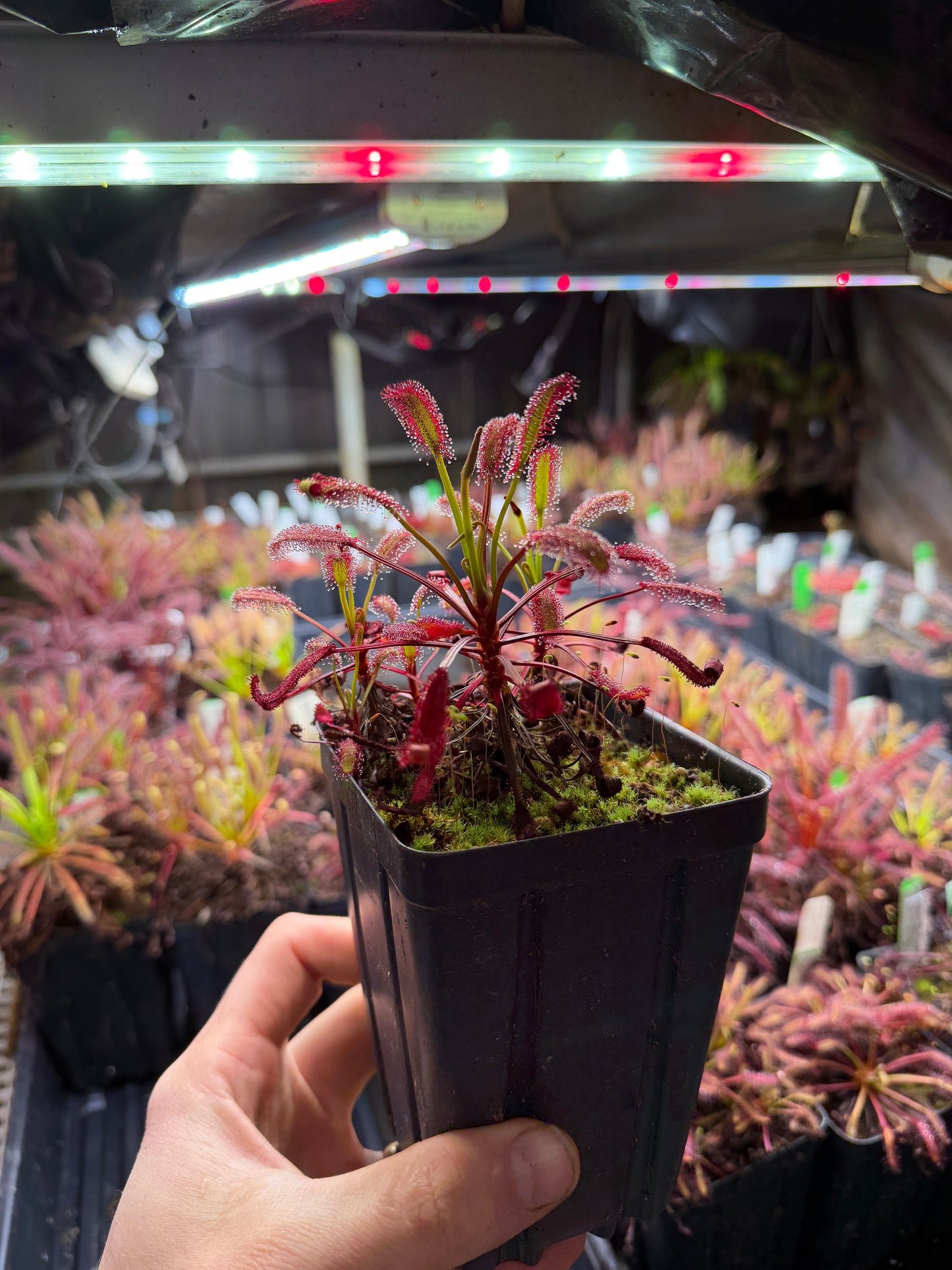 Drosera capensis Stemming Wideleaf (Bainskloof) CK