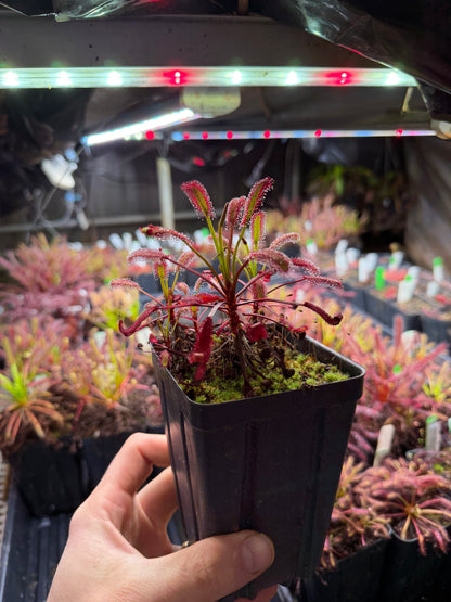 Drosera capensis Stemming Wideleaf (Bainskloof) CK