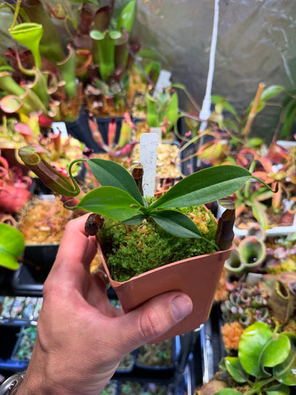 Specimen Nepenthes singalana Kunyit Giant (Shipped Bare-Root)