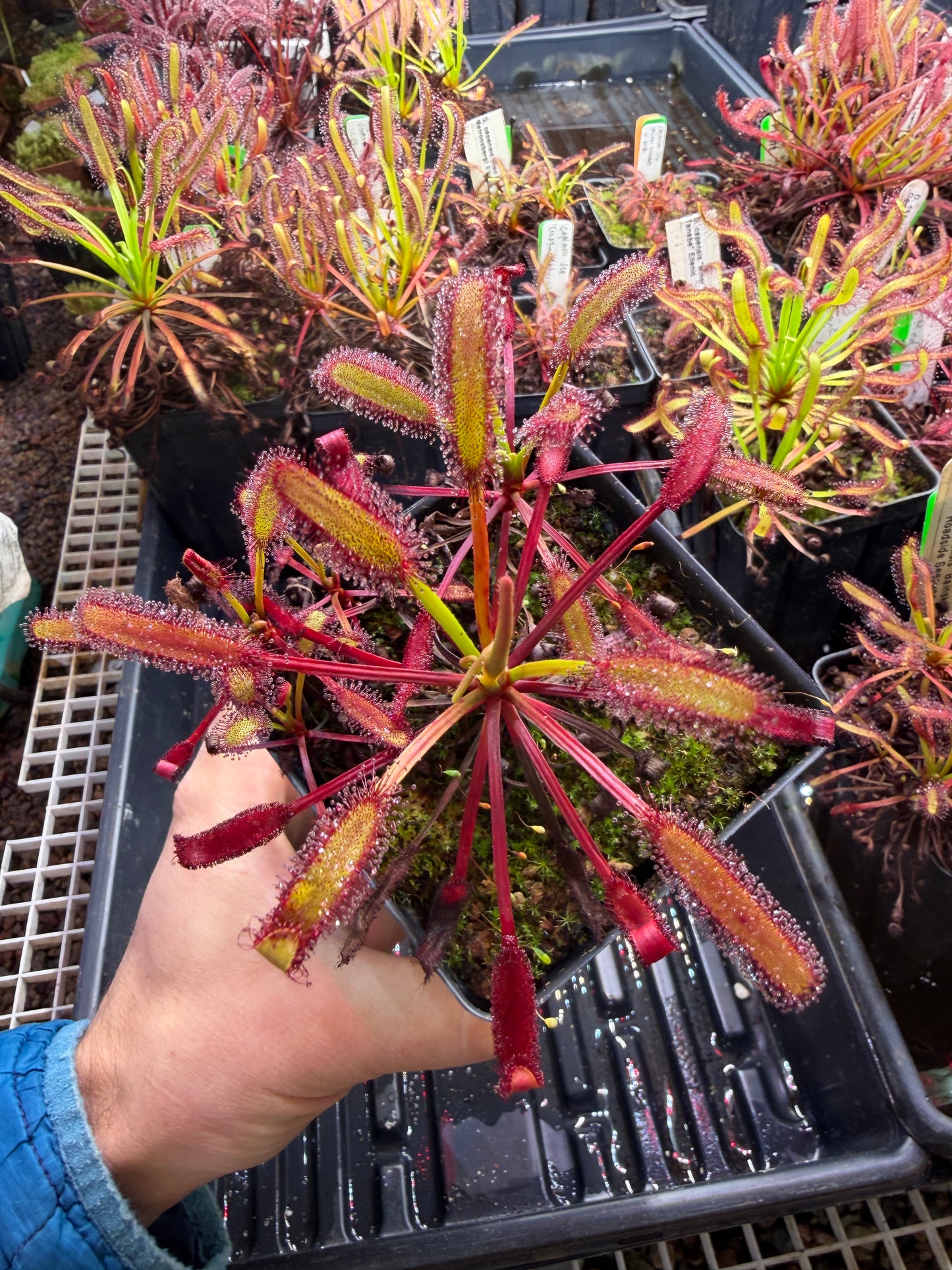 Drosera capensis Stemming Wideleaf (Bainskloof) CK
