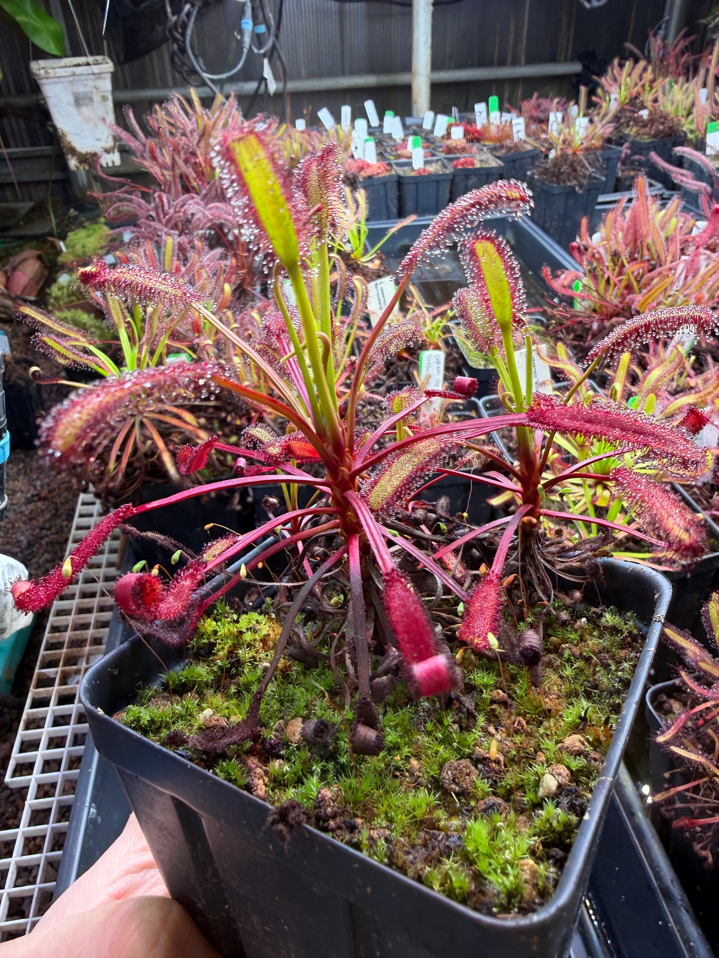 Drosera capensis Stemming Wideleaf (Bainskloof) CK