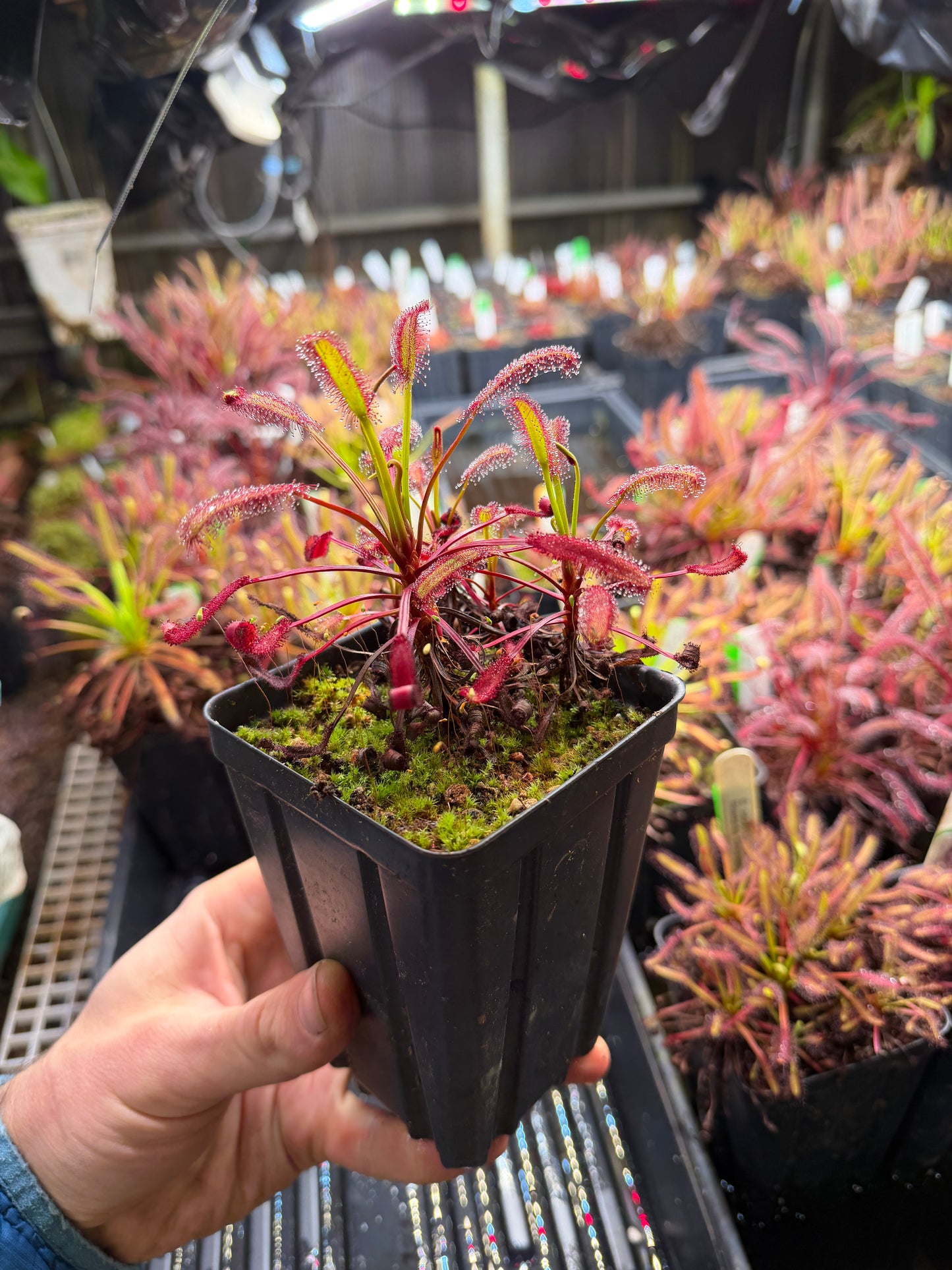 Drosera capensis Stemming Wideleaf (Bainskloof) CK