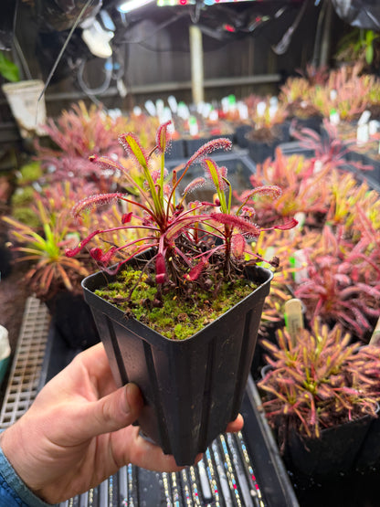 Drosera capensis Stemming Wideleaf (Bainskloof) CK