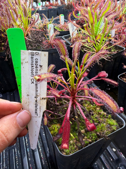 Drosera capensis Stemming Wideleaf (Bainskloof) CK