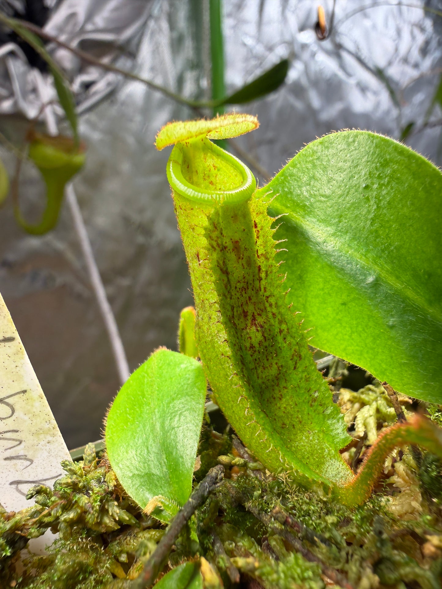 N73 Nepenthes burbidgeae x platychila (Shipped Bare-Root)