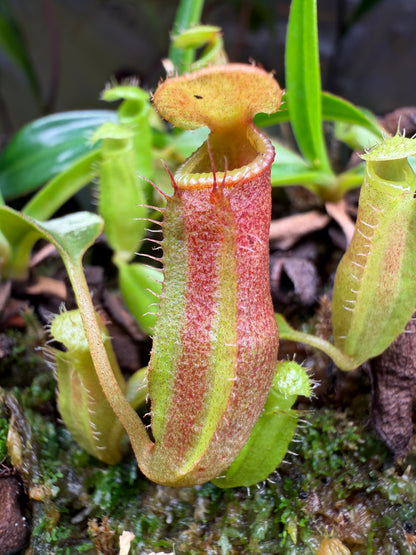 N67 Nepenthes edwardsiana x dubia (Shipped Bare-Root)