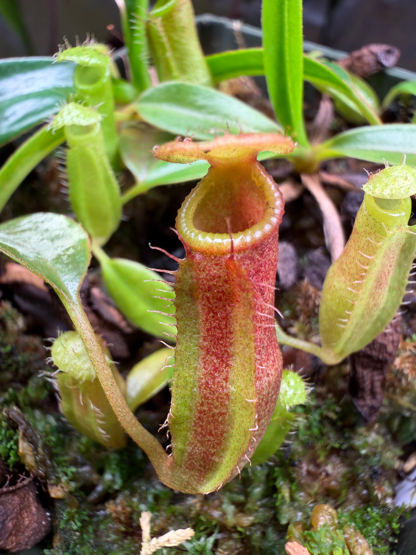 N67 Nepenthes edwardsiana x dubia (Shipped Bare-Root)