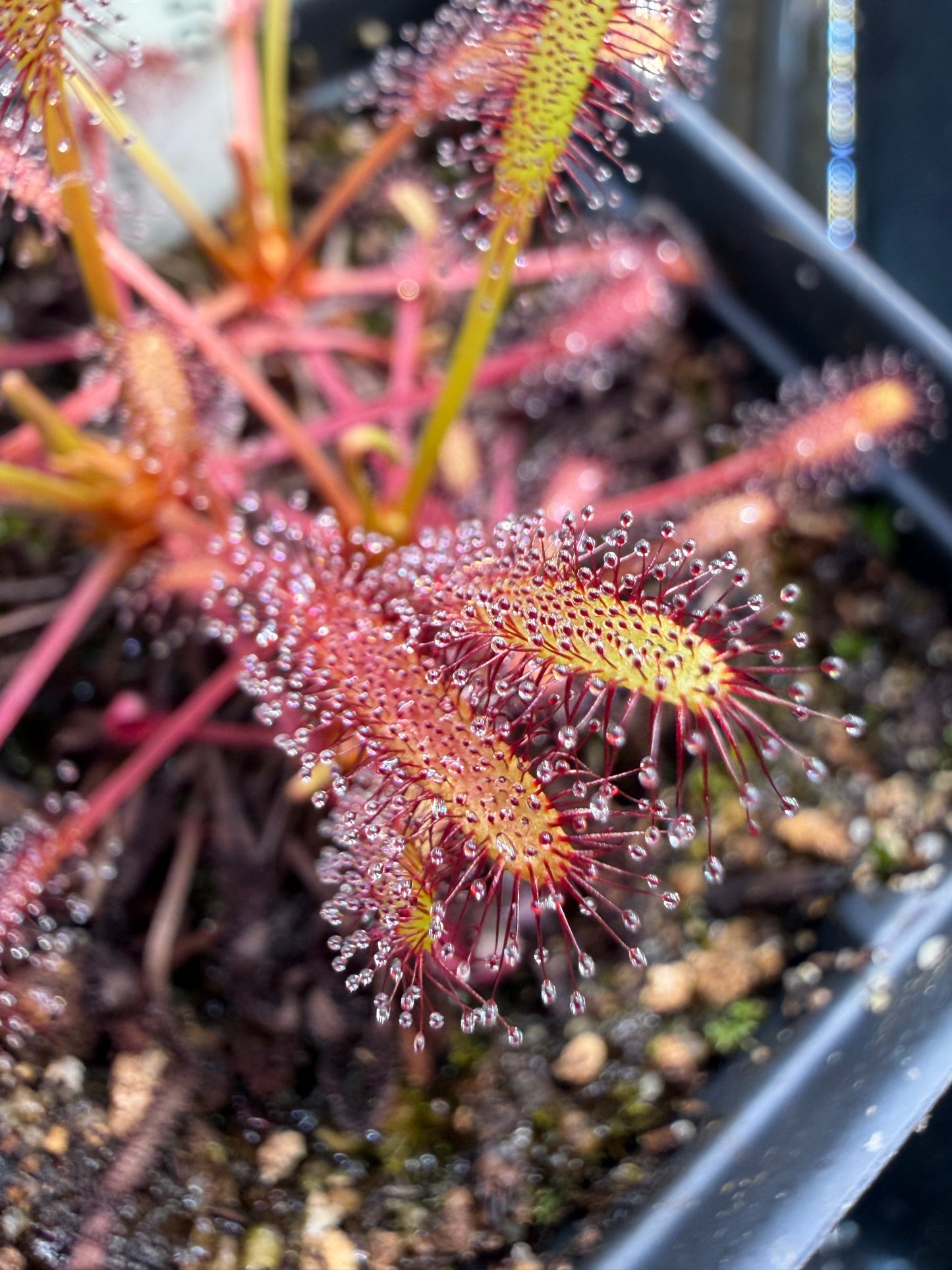 Drosera capensis 1285m asl, Matroosberg SG