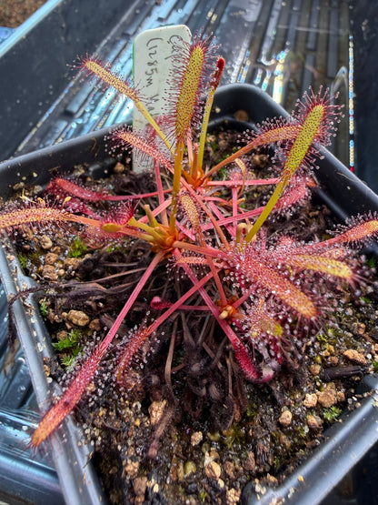 Drosera capensis 1285m asl, Matroosberg SG