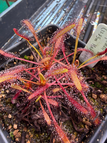 Drosera capensis 1285m asl, Matroosberg SG