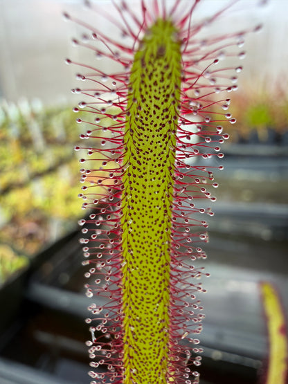 Drosera capensis Hairy Form (Stellenbosch) Hairyest Clone ex Lowrie